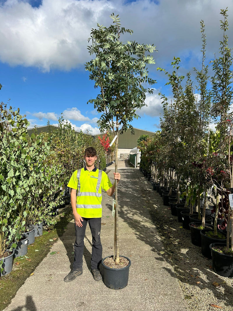 Sorbus aucuparia Wettra 25 litre Pot 200cm Stem