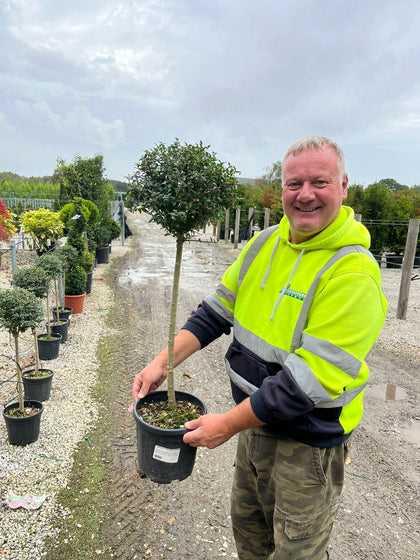 Ligustrum Delavayanum 1/4 Standard 25 Litre Pot