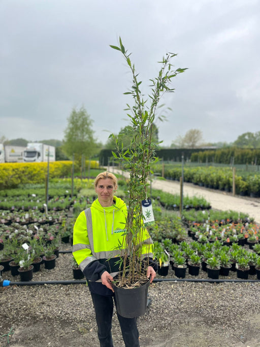 Bamboo Fargesia Murielae Winter Joy 25 Litre Pot — Grasslands Nursery
