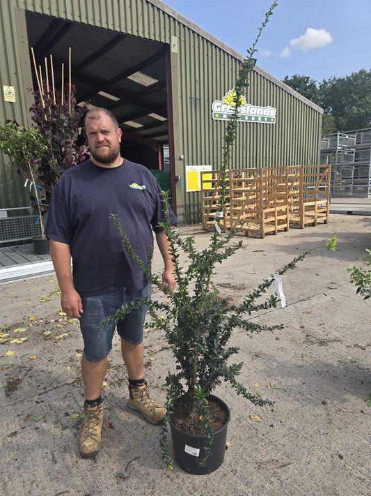 Berberis Lologensis Apricot Queen 20 Litre Pot Specimen Size