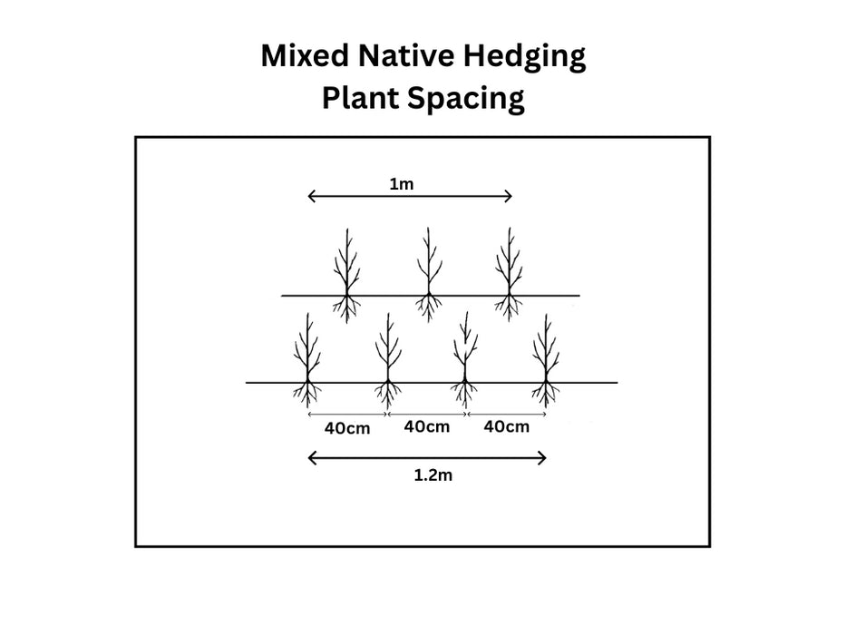 Big Deal Native Hedging Mix Bare Root 60-100 cm Delivery Jan/Feb x 100