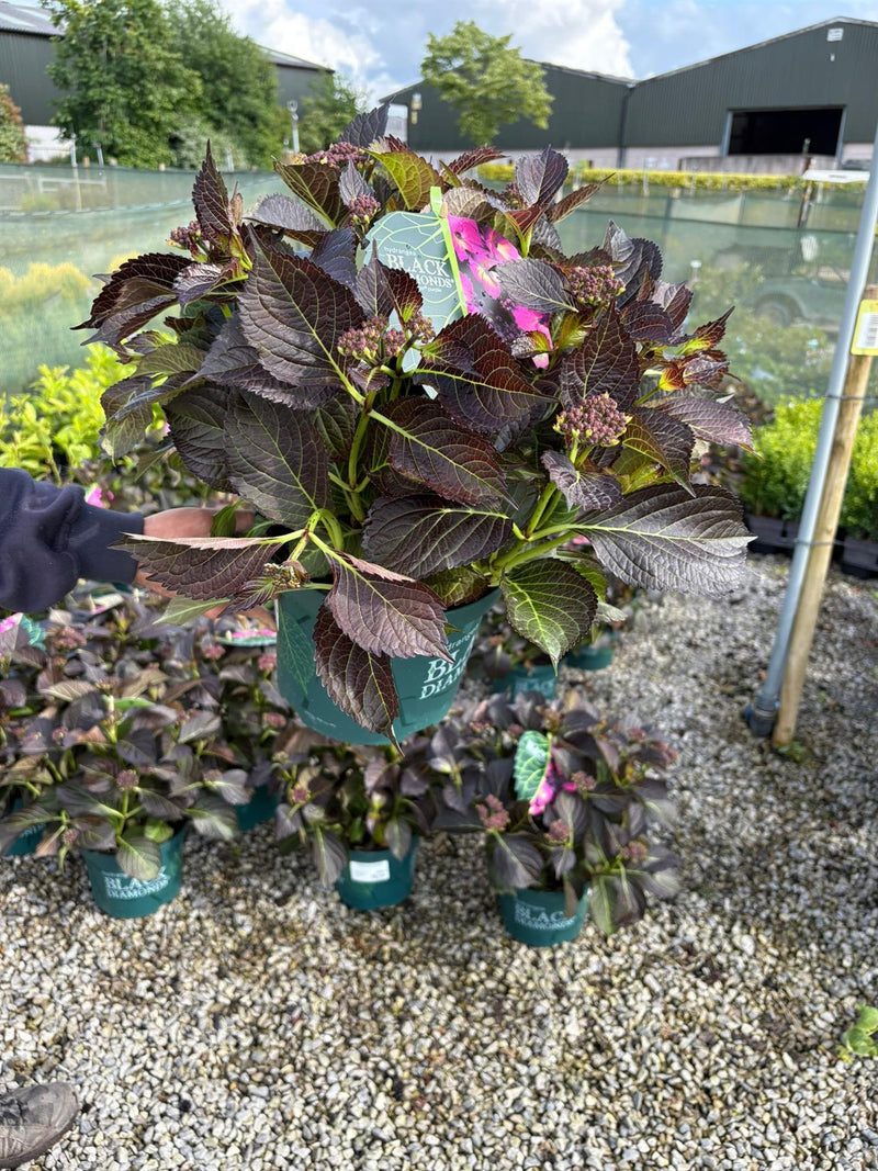 Hydrangea Black Diamonds Angel Purple 5 Litre Pot