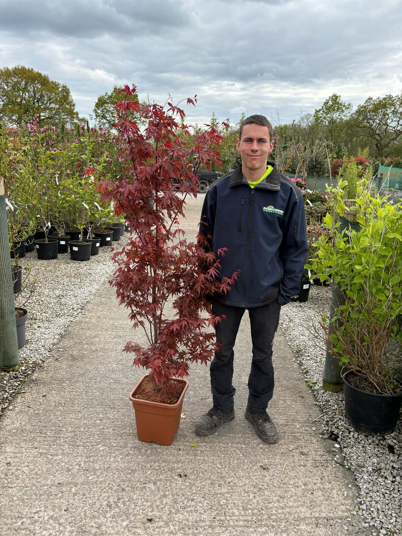 Acer palmatum Redwine 14 Litre Pot