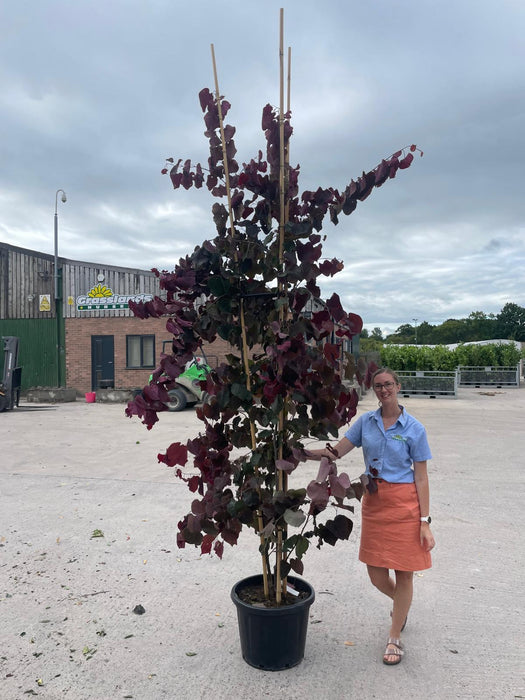 Cercis canadensis Forest Pansy 50 Litre Pot 2.5/3m