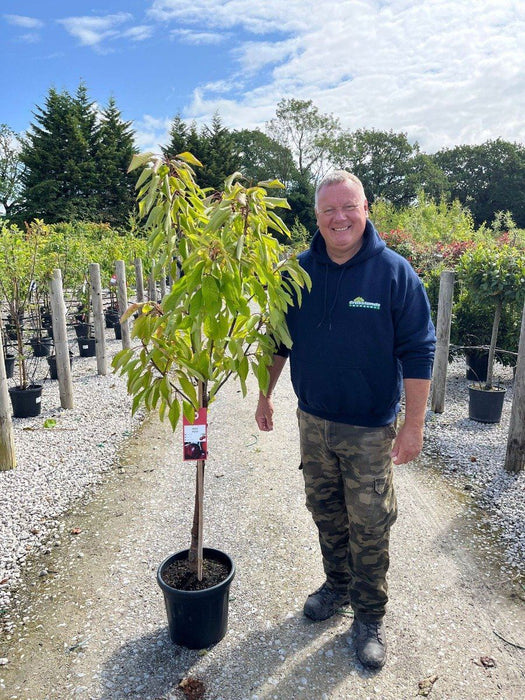 Cherry Prunus Avium  Sylvia 10 Litre Pot Half Standard