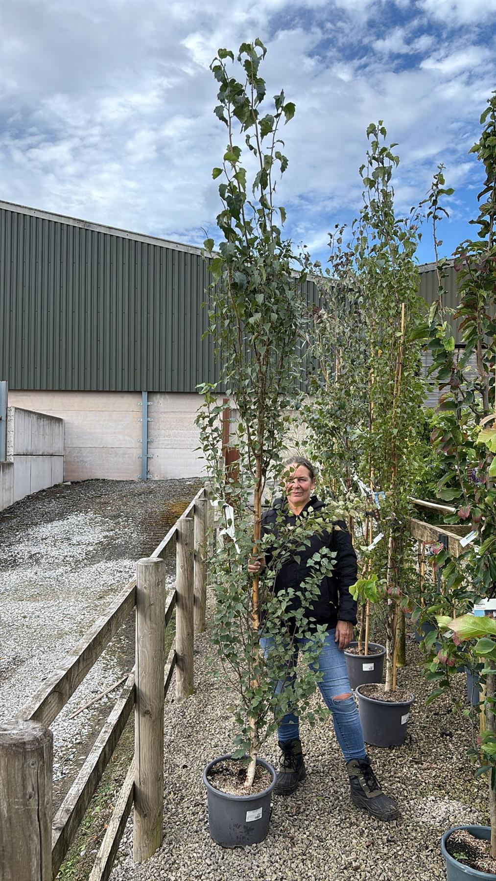 Betula Pendula Fastigiata Joes 15 Litre Pot — Grasslands Nursery