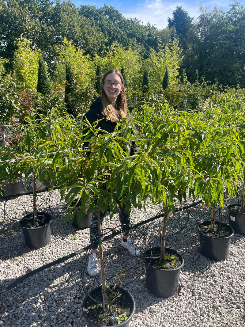 Prunus persica Melred 15 Litre