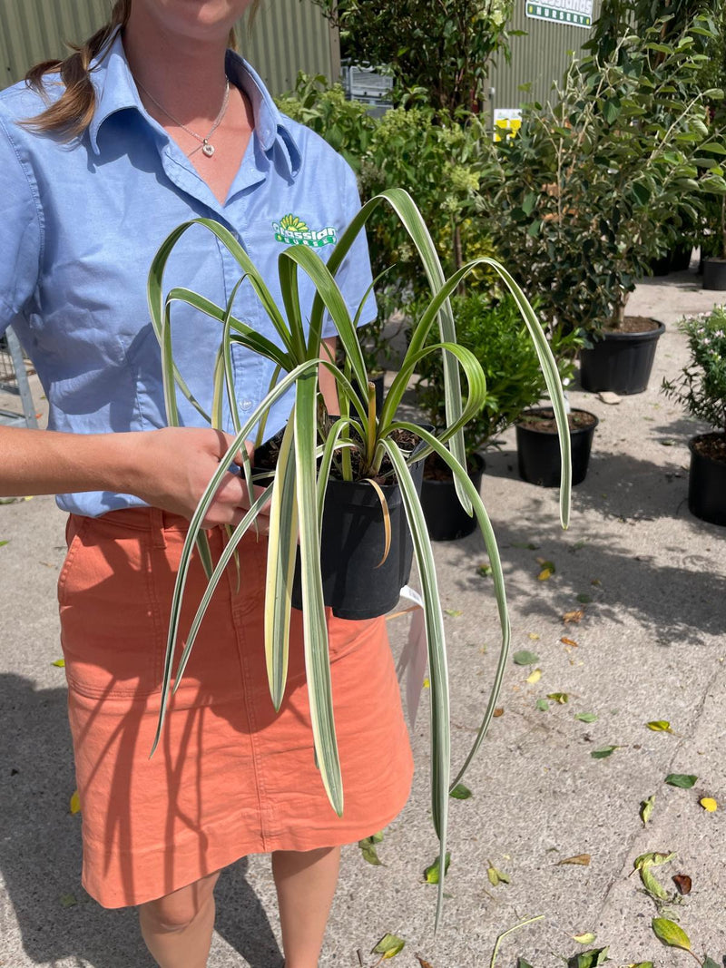 Agapanthus Silver Moon 2 Litre Pot