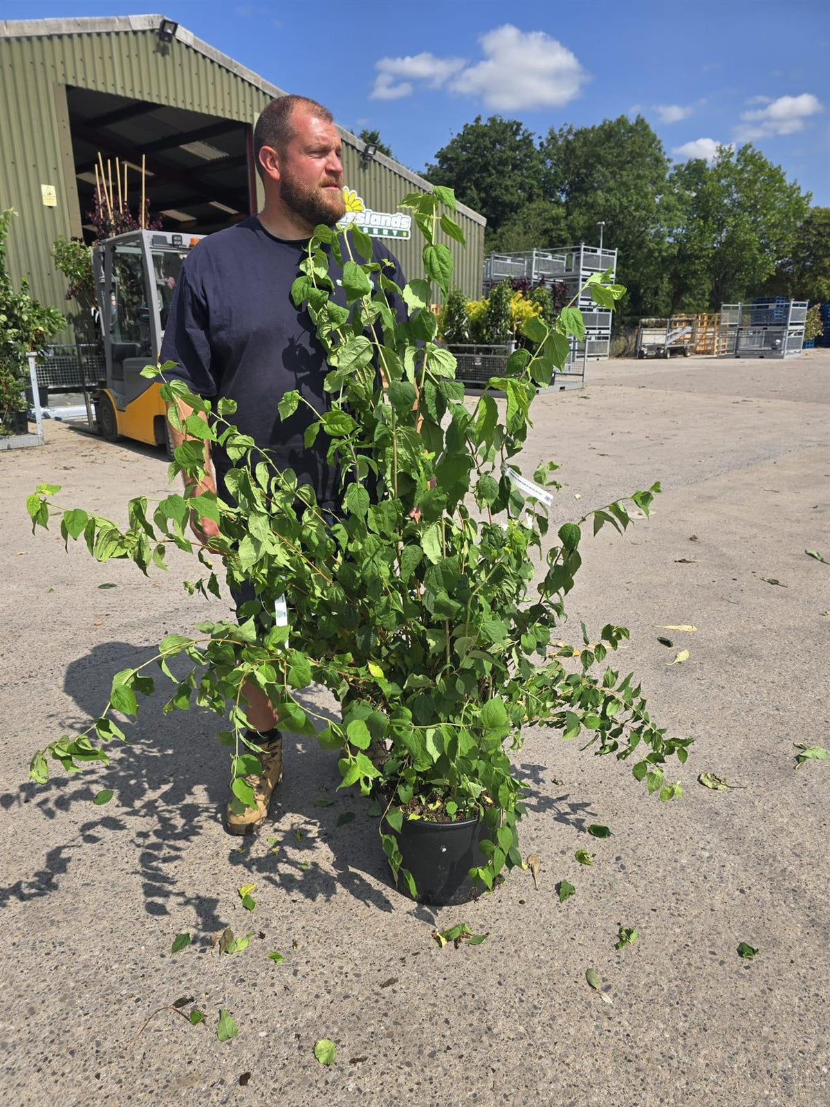 Philadelphus Belle Etoile 20 Litre Pot 100-125cm