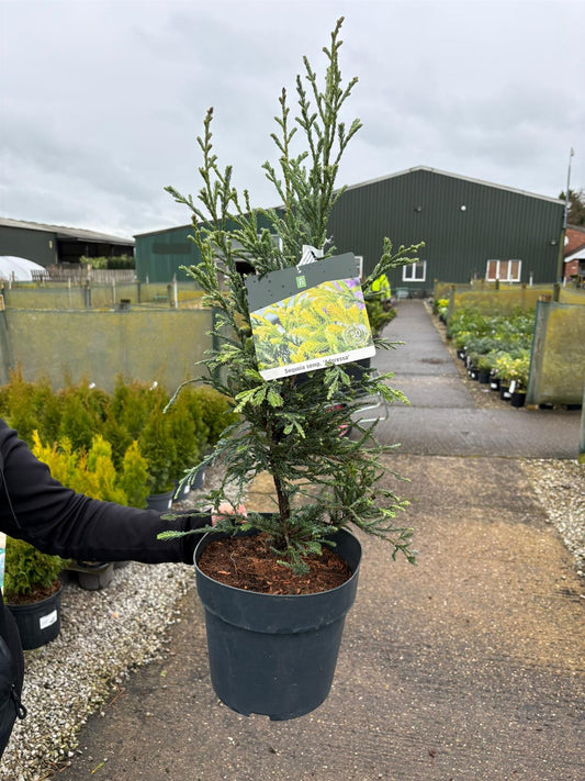 Sequoia Sempervirens Adpressa 7.5 Litre Pot