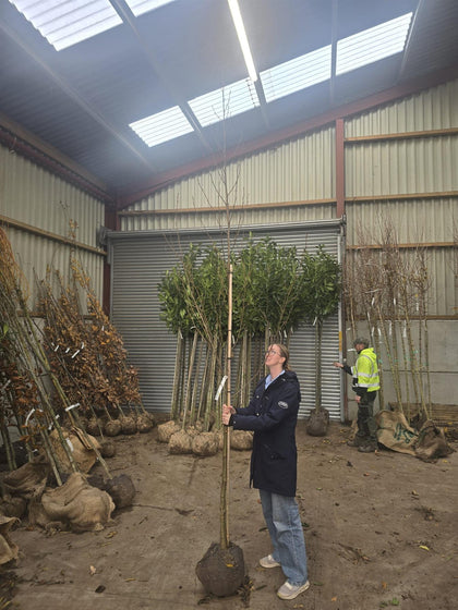 Alnus Glutinosa 8-10 Girth Heavy Std Tree Rootballed