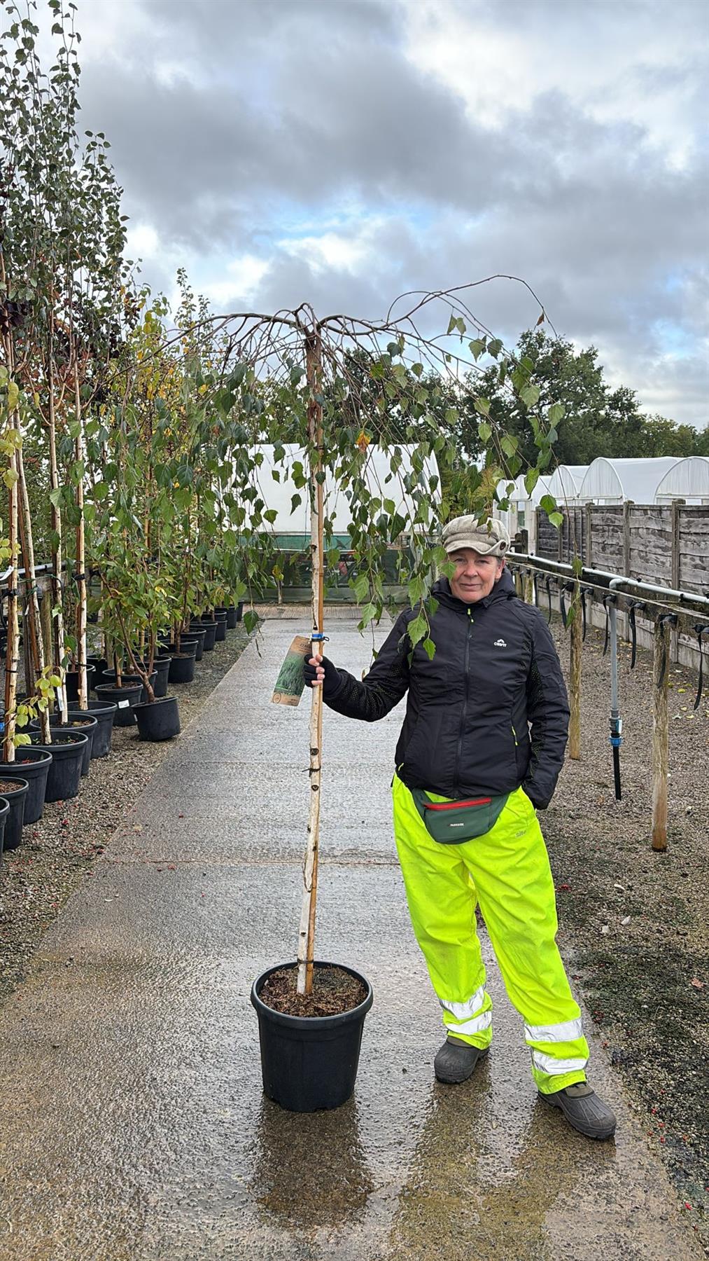 Betula pend. Youngii 20 Litre Pot 180cm Stem