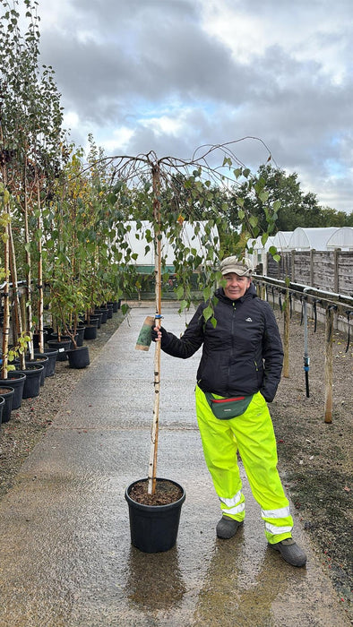 Betula pend. Youngii 20 Litre Pot 180cm Stem