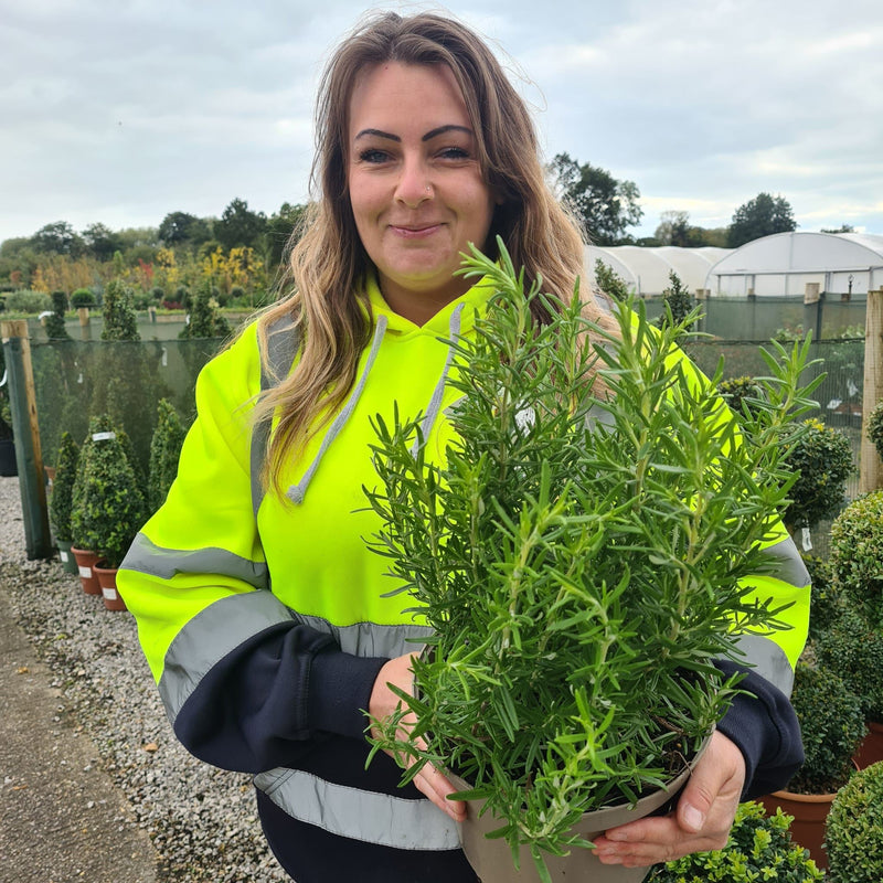Rosmarinus Officinalis 10 Litre