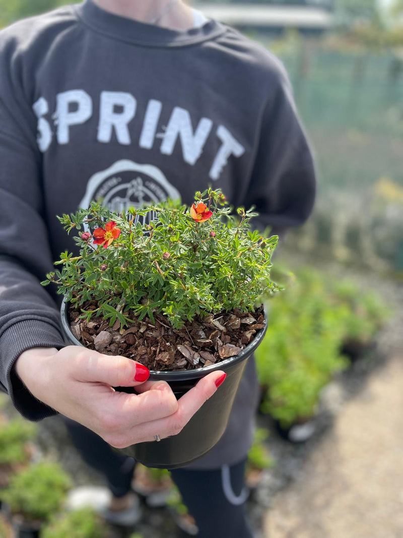 Potentilla fruticosa Red Ace 3 Litre Pot