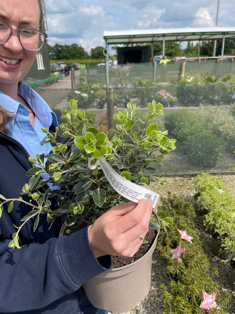 Pittosporum Tenuifolium Stephens Island 5 Litre Pot