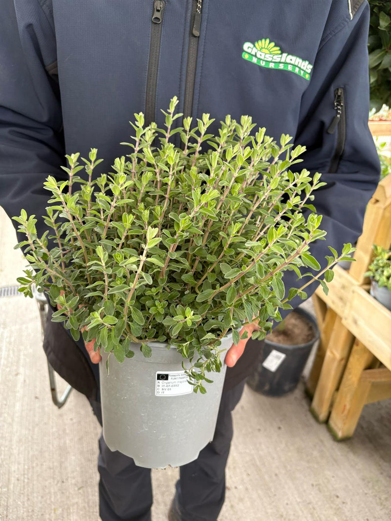 Origanum Majorana 4 Litre Pot