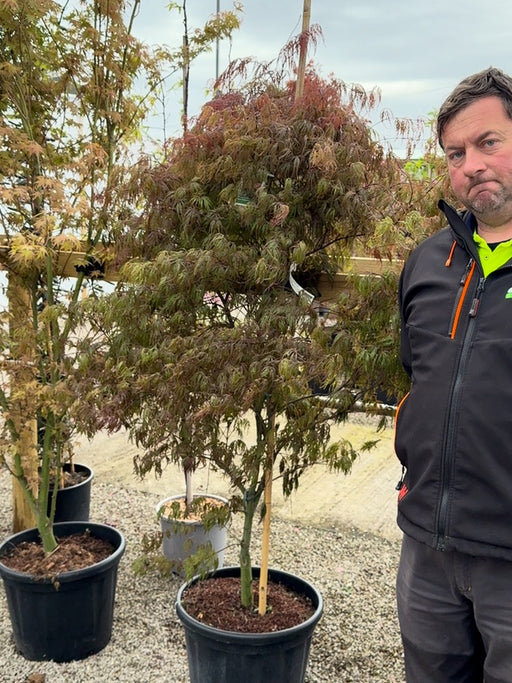 Acer palmatum Garnet 40 Litre Pot Specimen Sized