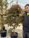 Acer palmatum Garnet 40 Litre Pot Specimen Sized
