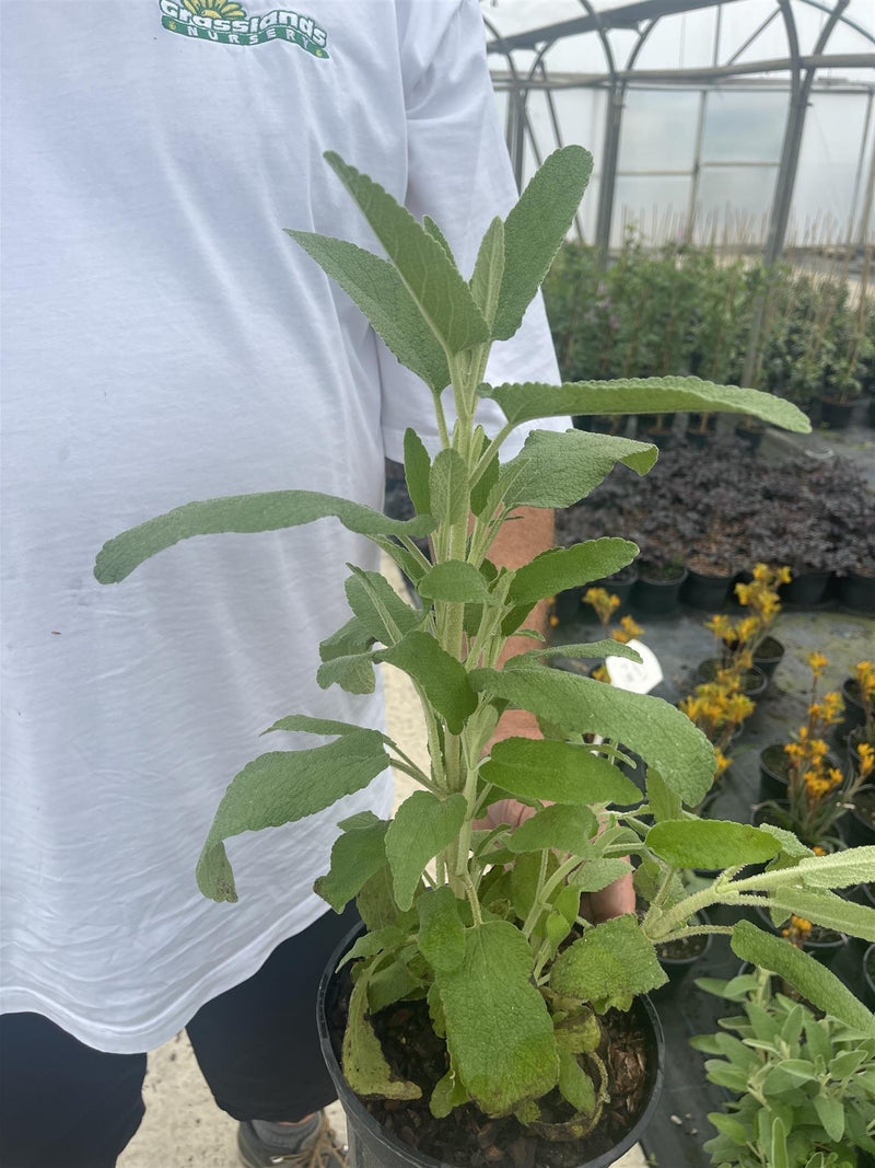 Phlomis Purpurea 3 Litre Pot