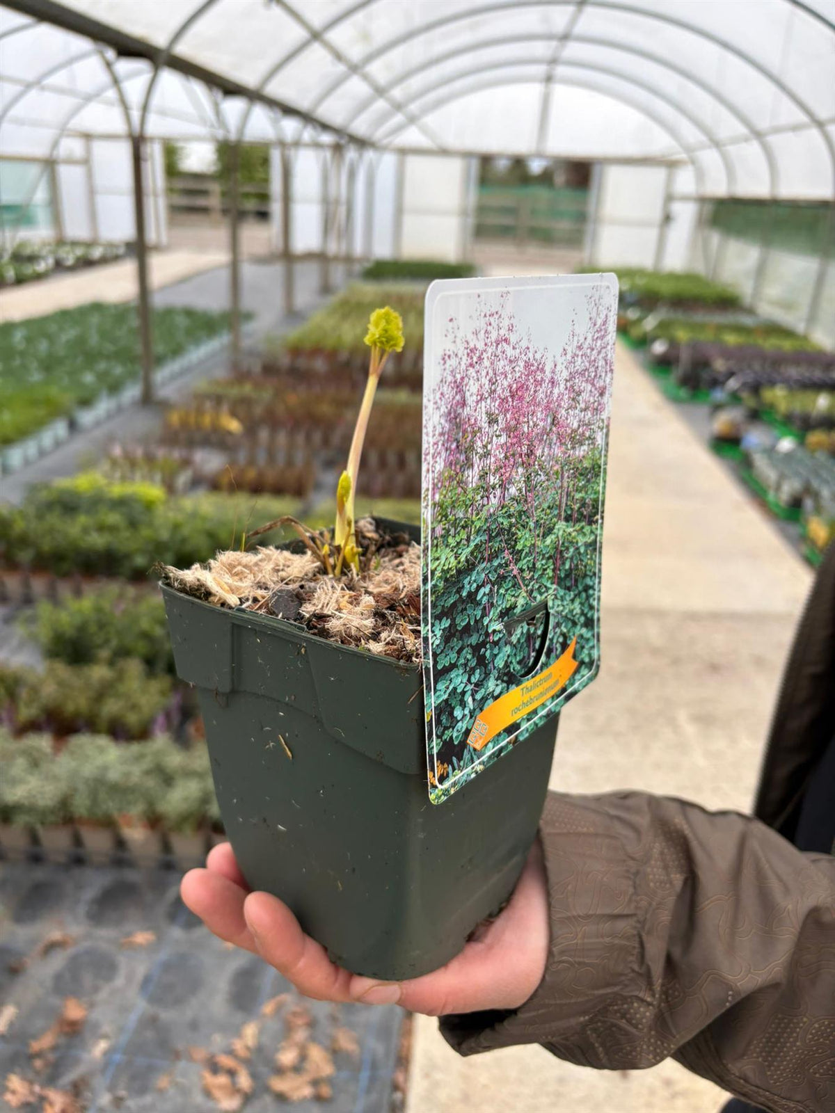 Thalictrum Rochebrunianum 11cm Pot