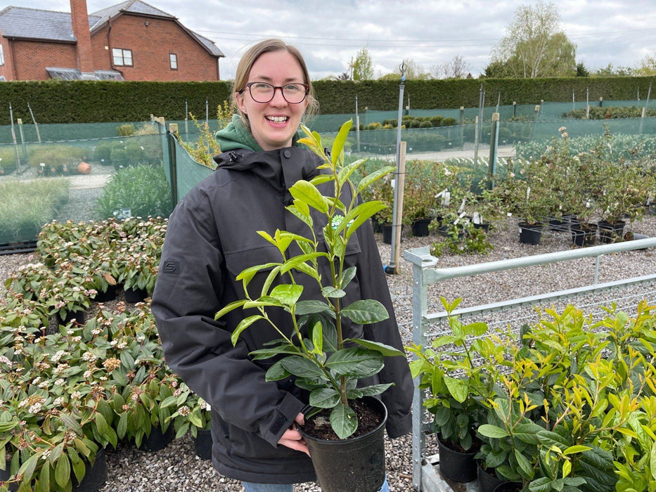 Laurel Hedging Cherry Laurel 3 Litre END OF LINE