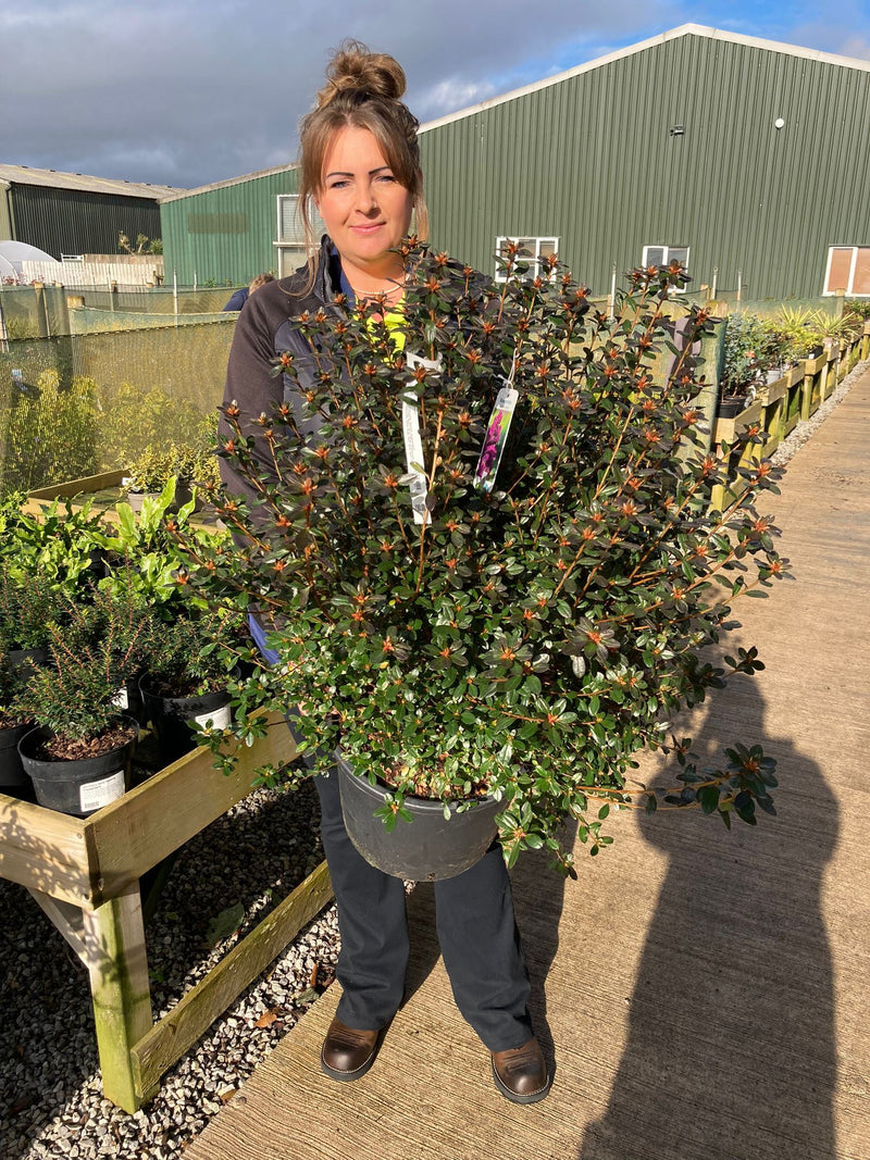 Azalea japonica Blue Danube 15 Litre Pot