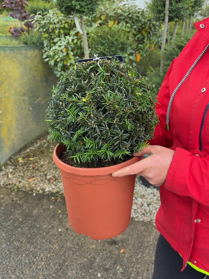 Yew Taxus Baccata Ball 6 Litre Pot 25cm