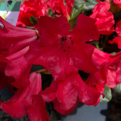 Rhododendron williams.Tromba 15 Litre Pot