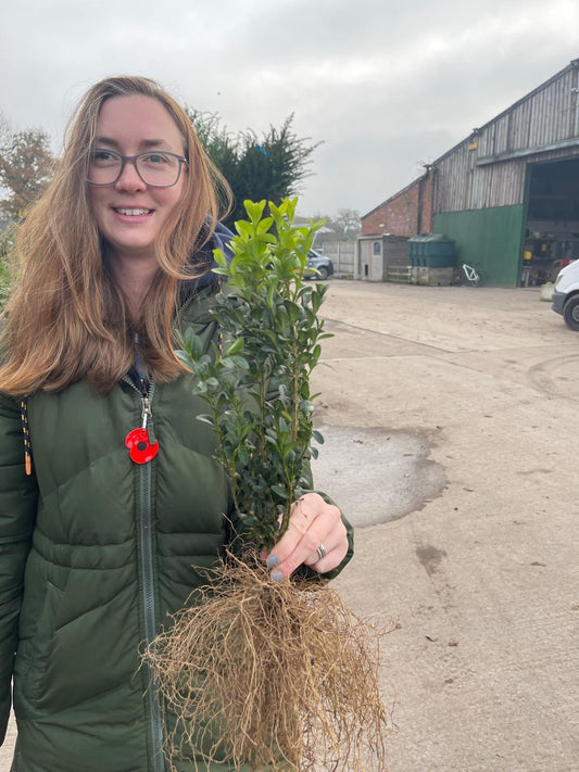 Box Hedging 25/30cm Bare Root Delivery from November