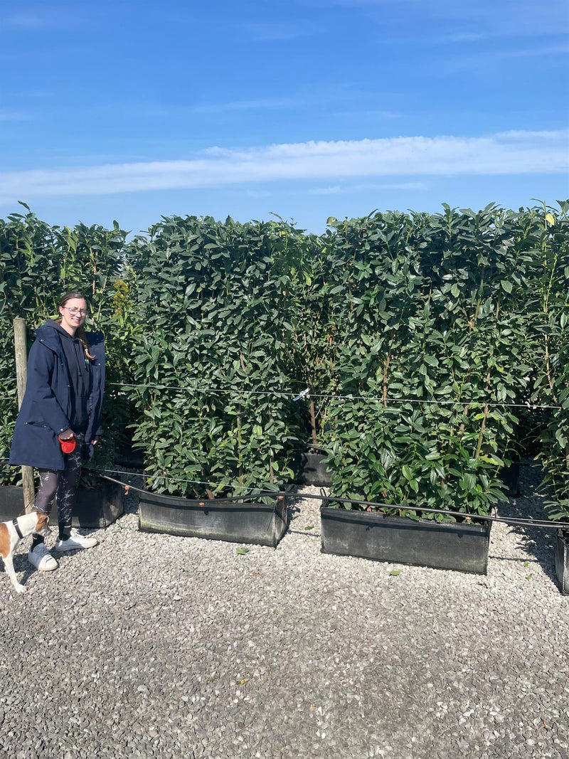 Laurel Hedging, Cherry Laurel Elly 1.8m x 1m Instant Hedge Unit