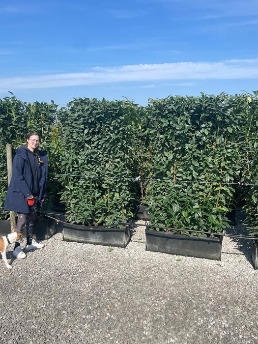 Laurel Hedging, Cherry Laurel Elly 1.8m x 1m Instant Hedge Unit