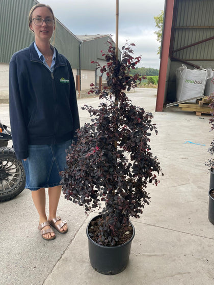 Loropetalum Chinense Black Pearl 20 Litre 100-125cm  September Delivery