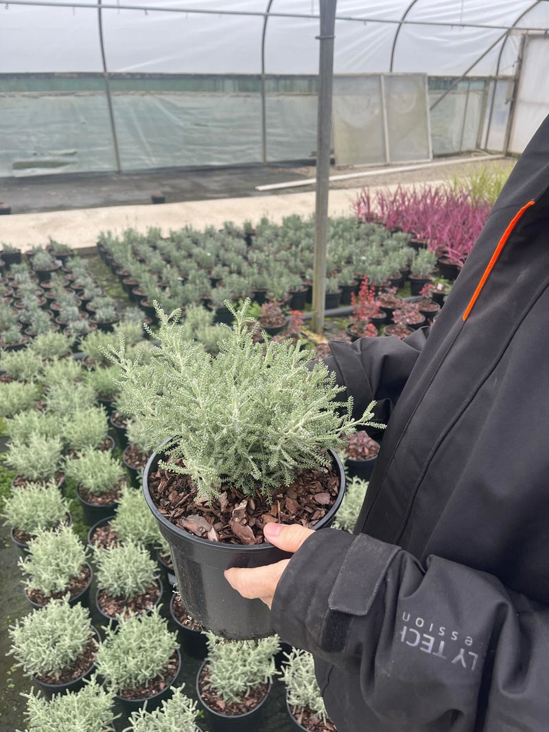 Santolina Chamaecyparissus 2 Litre Pot
