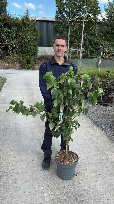 Cornus Kousa China Girl 12  Litre Pot 80/100cm Tall