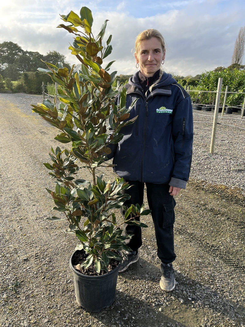Magnolia G. Little Gem 25 Litre Pot
