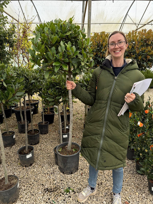 Laurus Nobilis 10 litre pot 1/4 Standard 60cm Stem 35-40cm Head