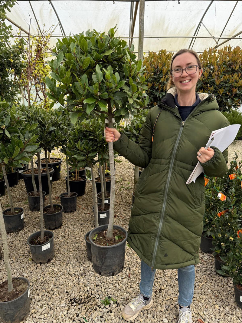 Laurus Nobilis 10 litre pot 1/2 Standard 80cm Stem 40/50cm Head