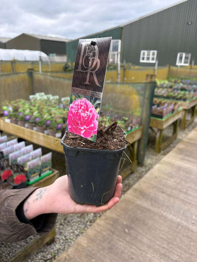 Paeonia Alexander Fleming 1 Litre Pot