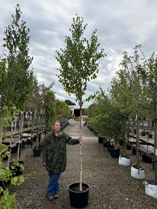Betula ermanii Holland Standard 8-10cm Girth