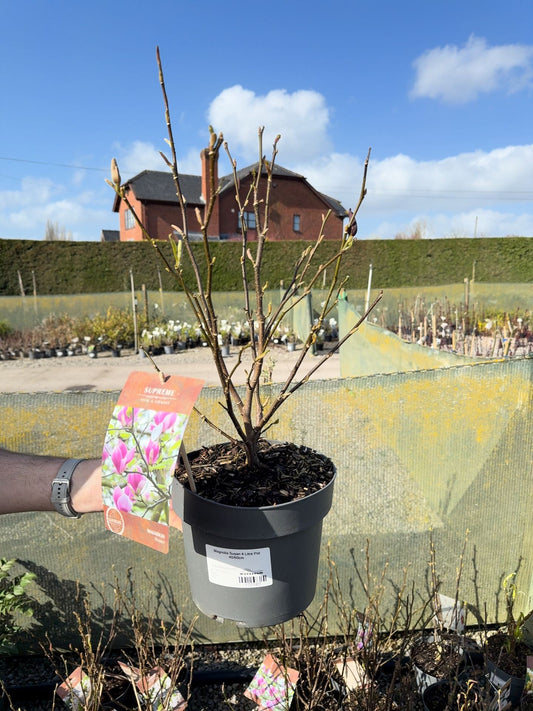 Magnolia Susan 4 Litre Pot 40/60cm