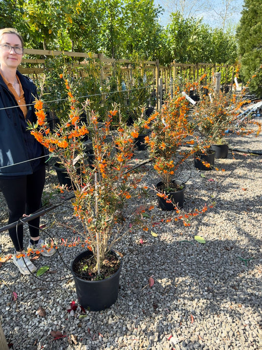 Berberis lin. Orange King 20 Litre Pot 100/125cm Tall