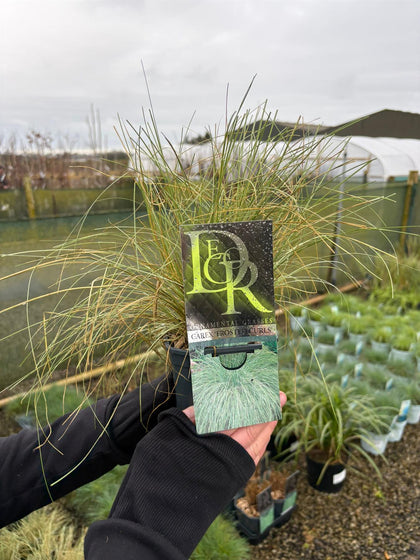 Carex Frosted Curls 1 Litre Pot