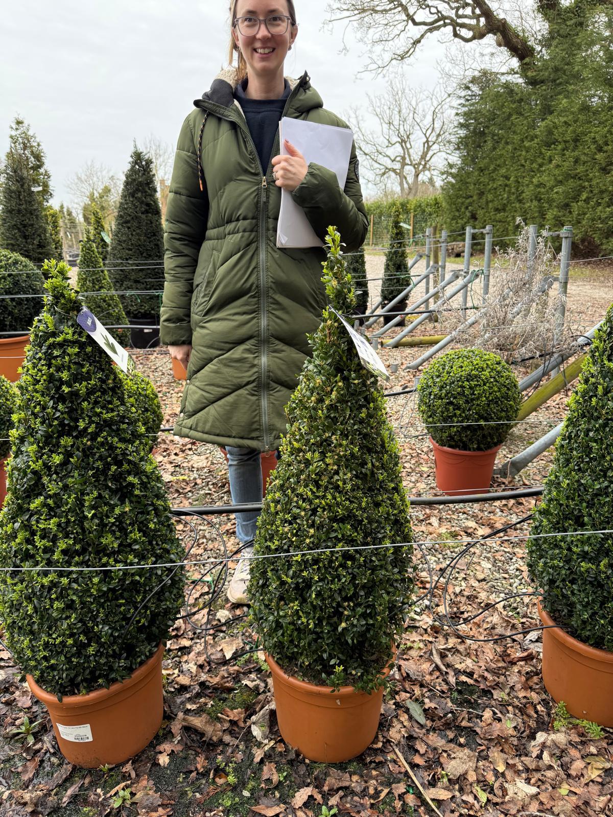 Buxus Cone 12 Litre Pot 80-90cm