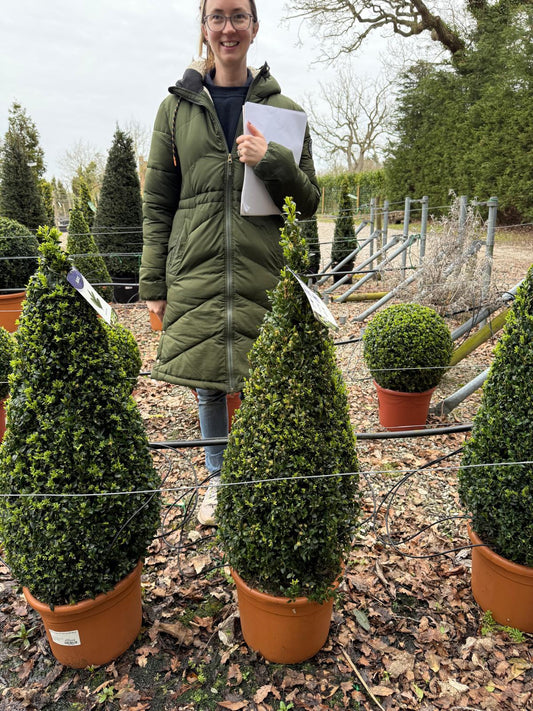 Buxus Cone 12 Litre Pot 80-90cm
