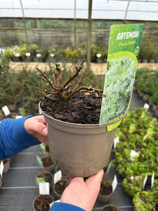 Artemisia Powis Castle 2 Litre Pot