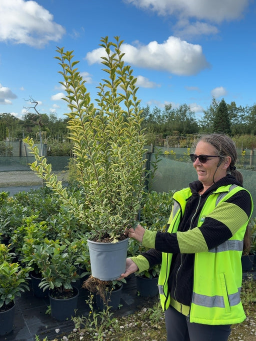 Golden Privet 4.5 Litre 60-80cm