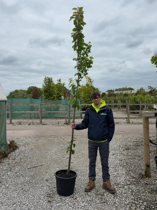 Prunus Avium Plena Standard 6-8 cm Girth Pre Order/Ready For June