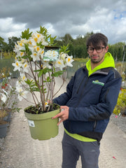 Azalea Mollis Persil 10 Litre Pot