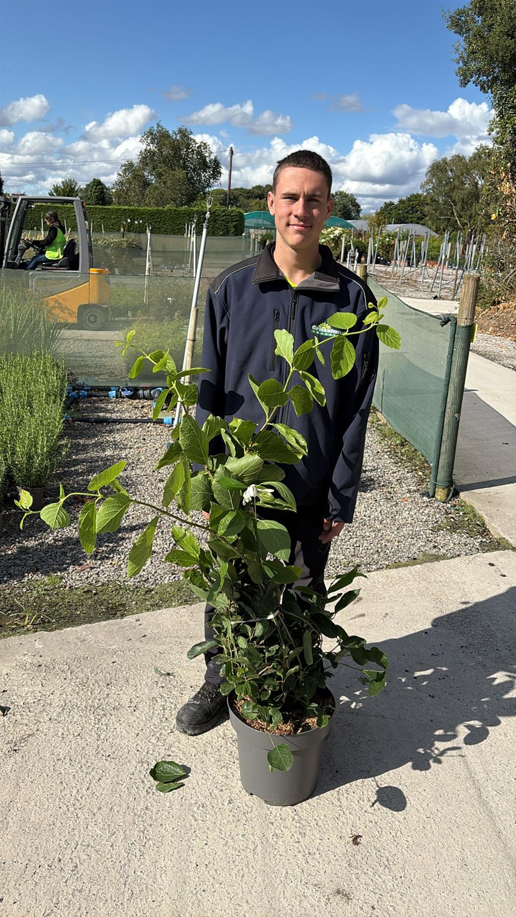 Calycanthus Venus 12 Litre Pot 80-100cm